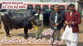 Nili Ravi Buffalo World Record 52.235 Kg Milk / Maj. Gen. Shahid Mehmood Haji Shaukat Doggar  Multan