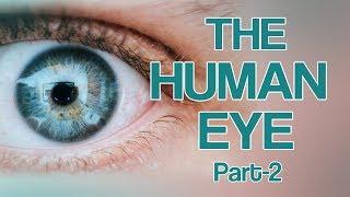 Human eye part 2-eGogy