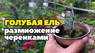 Размножается ли голубая ель черенками