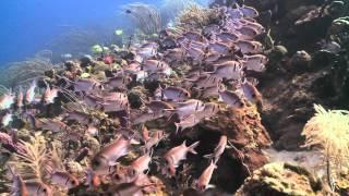 The Nature Conservancy Reef Restoration Virgin Islands by MJS Visions