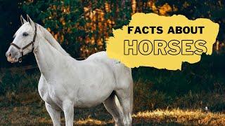 Horse Facts for Kids | Interesting Educational Video about Horses for Children | Fun Facts