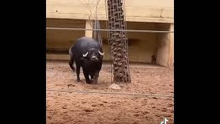 Buffalo flipping over a turtle