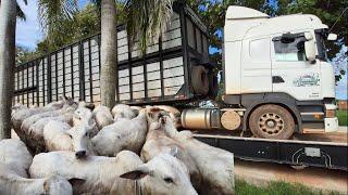 HOW MUCH DOES A CATTLE TRAILER WEIGH? Check the weight.