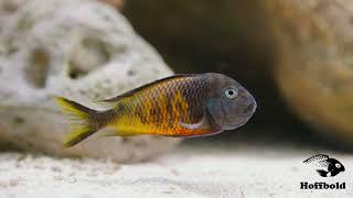 Tropheus Ubwari - Three beauties  - 12/22