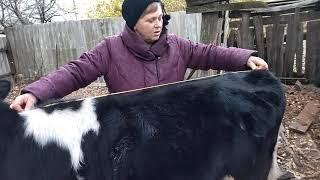 Как определить вес теленка, бычка, коровы?