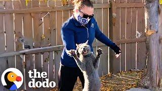 Cat Whose Family Left Him Behind Gets Rescued | The Dodo