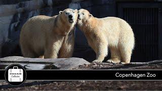 Copenhagen Zoo | Dream Journey