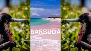 BARBUDA | A Day In Paradise