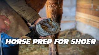 Prepping for the Farrier/Horse Shoer