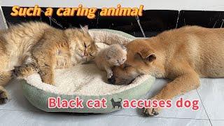 The cat and the dog took turns to take care of the kitten.In the end,the black cat wronged the puppy
