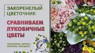 Тюльпаны, ирисы, ранункулусы (лютики), нарциссы. Кто больше, дольше и сильнее? Сравниваем луковичные