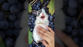 This Cute Little Rabbit  Loves to Laugh While Being Petted #cuterabbit #cuteanimal #cutepet