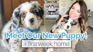 PICKING UP OUR NEW 8 WEEK OLD AUSTRALIAN MOUNTAIN DOG PUPPY!  First Week with a New Puppy