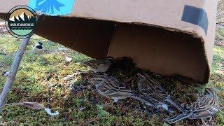 Most Simple and Effective Bird Trap: Catching 4 Birds