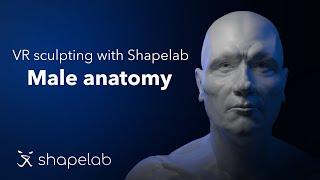 VR sculpting with Shapelab | Male anatomy