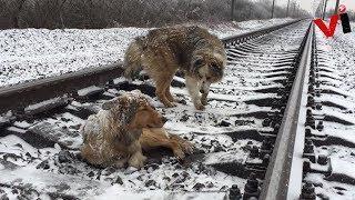 Loyal Dog Protected Injured Sister Stranded On Railroad Tracks For Days