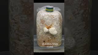 Golden Oyster Mushroom Timelapse #shorts #timelapse