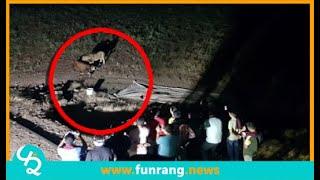 Viral video  Animal sacrifice to see a lion in Gir - gujarati news, gujarat news, funrang,