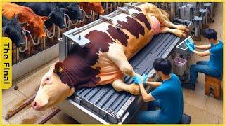 The Untold Story Of Advanced Wagyu Beef Processing In Japan - Farming Documentary