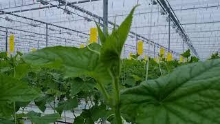 Cucumber plants High Wire Grown Greenhouse High Tech after 7 days planting