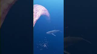 Cacing besar alaska #shortvideo #animals #monster