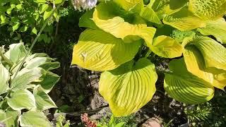 Хостa Liberty... не правильно выбрала место посадки....#hosta #коллекция #сорта #хоста #garden