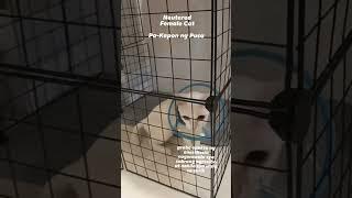 Neutered Female Cat Journey | Pa-Kapon ng Pusa Journey #watchfull #linkbelow #dontskip #subscribe