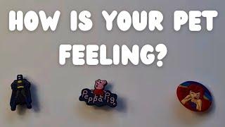 HOW IS YOUR PET FEELING? pick a card tarot reading