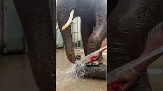 The professional foot scrubber is here again to give the elephant a bath at Dragon Dream