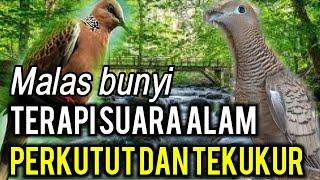 Terapi perkutut lokal dan tekukur/derkuku saling bersahutan di alam liar cocok untuk pancingan