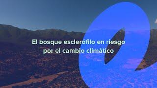 El bosque esclerófilo en riesgo por el cambio climático