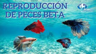 Reproducción de peces Bettas