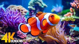 Aquarium 4K VIDEO (ULTRA HD)  Beautiful Coral Reef Fish - Relaxing Sleep Meditation Music #49