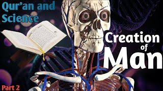 Scientific Ayats from Quran #part2 | Creation of Man ‍️ | #quran creation #science