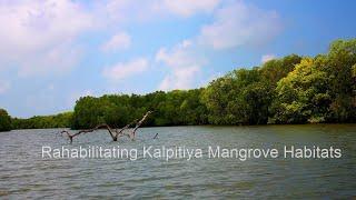 Kalpitiya mangrove planting by the Green Movement and Arinma Holdings