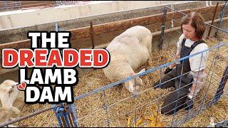 SUMMER LAMBING DIARIES 5 ~ How ONE lamb can be the end of THREE.  Vlog 816