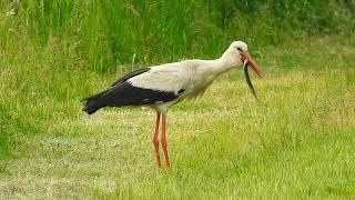 Przekąska bociana białego ( Ciconia ciconia)