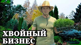 Хвойный бизнес // Как начать без вложений? // Часть 2