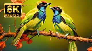 The Most Colorful Birds 8K HDR - Soothing Nature Music, Relaxing - Vivid Images FULL 8K