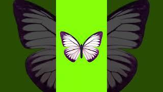 Butterfly Green Screen 19 #shorts