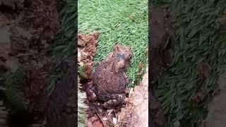 Little toad duuude