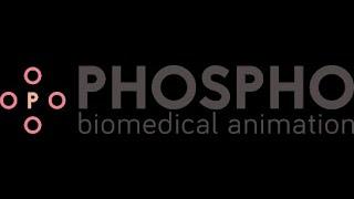CCP4 SW2020 - closing talk: Phospho Biomedical Animation  - speaker: Jeroen Claus