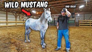 We Got A FREE WILD MUSTANG!