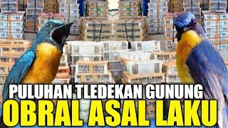 MAKIN MERESAHKAN ! PULUHAN EKOR TLEDEKAN GUNUNG DIJUAL MURAH DIBAWAH HARGA PASAR PRAMUKA