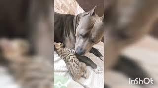 дружба кошки с собакой