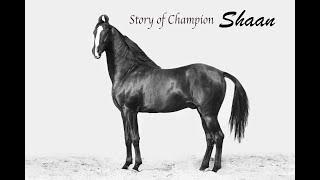 Horse Marwari Stallion Champion Shaan owner Dara singh 9781256193