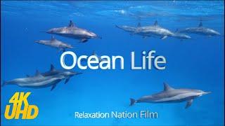 Ocean Symphony: Discover Serene Marine Life in 4K UHD | Relaxing Modern Classical Music