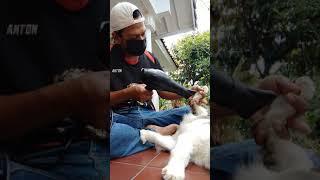 MENGERINGKAN BULU KUCING DENGAN HAIR DRYER