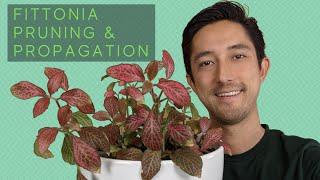 Fittonia Pruning & Propagation | Water vs Soil For Starting New Nerve Plants