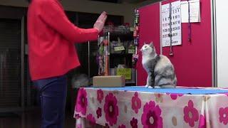 Snippet: Cat imitates human, in first scientific demonstration of behavior